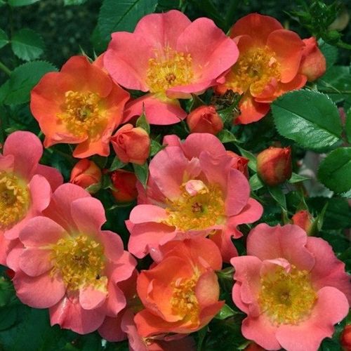 Rosa  Coco ® - różowy  - Róże pienne - z drobnymi kwiatami - korona zwarta